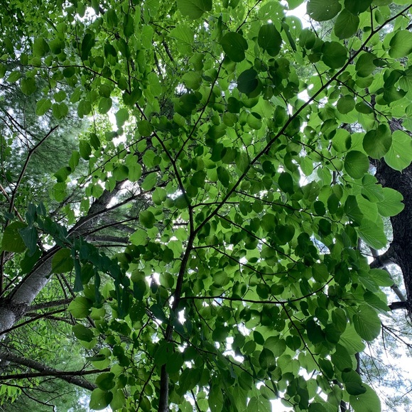 Meet your Posher, Jaclyn - Picture 1 of 1